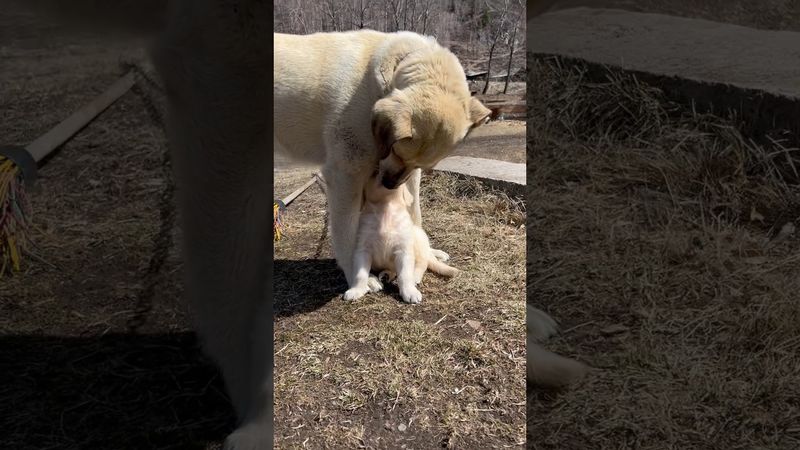 Щенок Голден ретривера и дворняжка Аля ❤️ Это любовь!