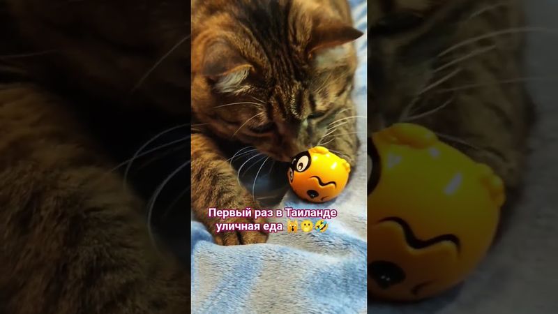 Ни круто😼🙀🫢🤣 #cat #кот #юмор #котушка #фильмы #прикольныекоты #приколы