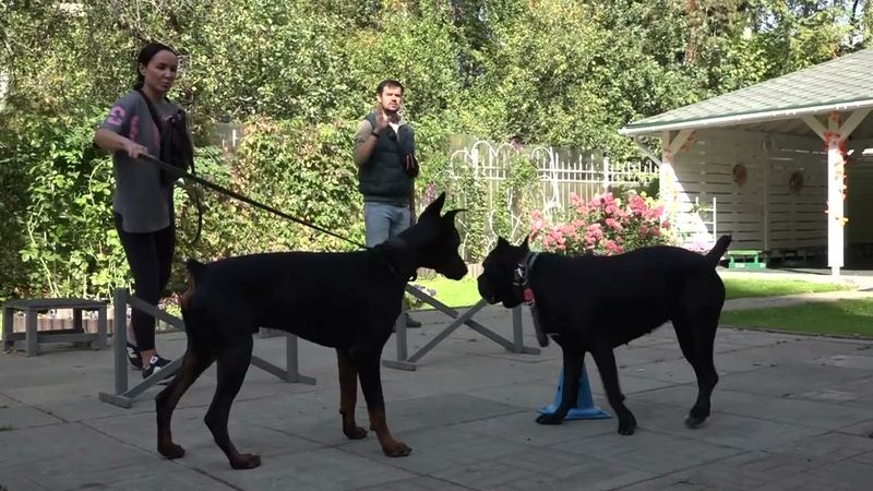 ДТ - 790. Доберман и кане-корсо. Парный урок.