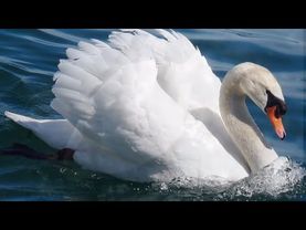 Л.Бетховен "Лунная соната" - Ludwig Van Beethoven - Moonlight Sonata