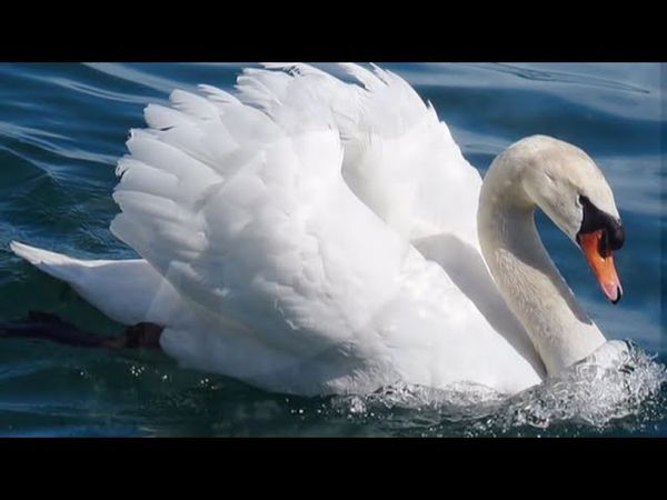 Л.Бетховен "Лунная соната" - Ludwig Van Beethoven - Moonlight Sonata