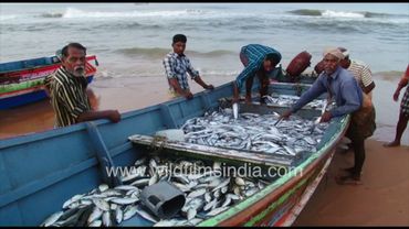 Fishermen sorting fish at Kovalam beach Kerala India
