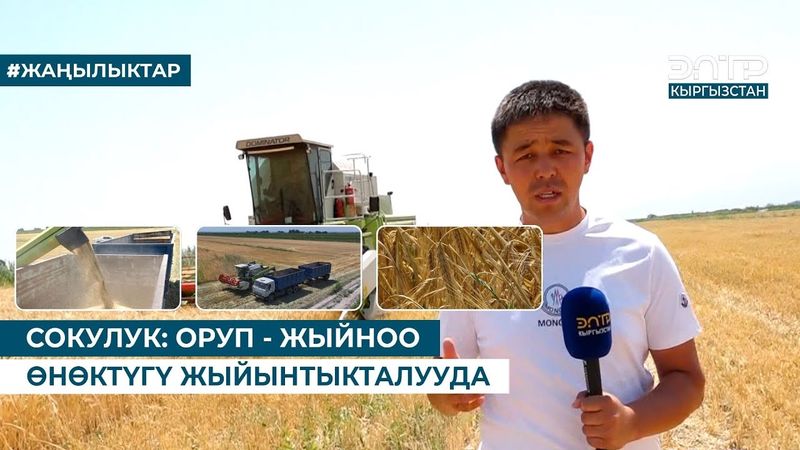 СОКУЛУК: ОРУП - ЖЫЙНОО ӨНӨКТҮГҮ ЖЫЙЫНТЫКТАЛУУДА