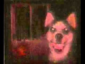 Видео которое сводит с ума многих людей (Smile dog X)