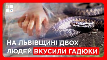 Укус гадюки: На Львівщині постраждали двоє людей