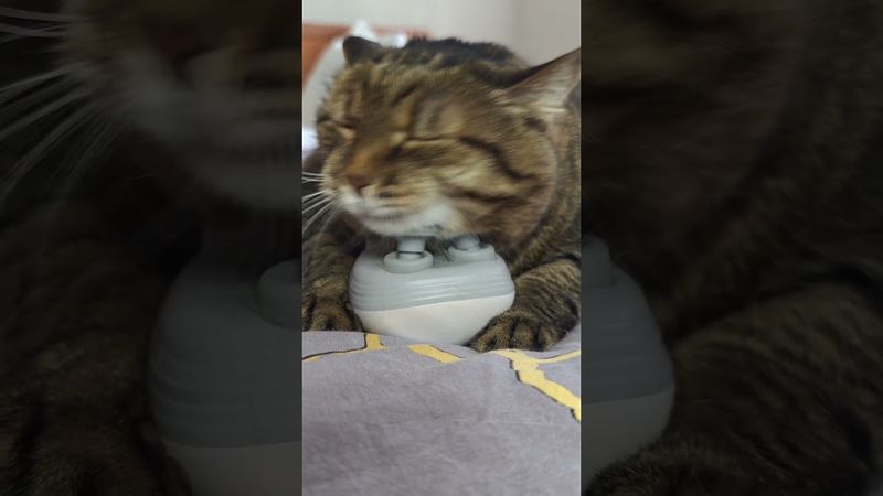 Любимое дело 😉😻🤗🤣 #cat #кот #юмор #котушка #приколы #housemusic #котик #веселыекоты