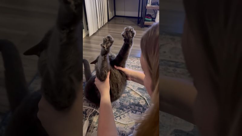 The little moments that make life purrfect #cat #cats #catlover #love #foryou #fyp