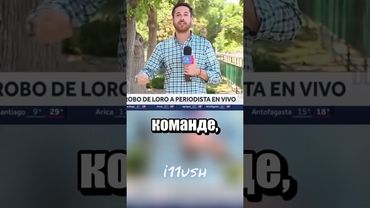 Попугай тот еще воришка