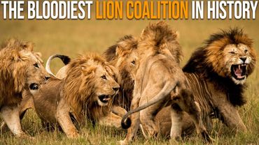 MAPOGO LIONS: The Bloodiest Lion Coalition In History