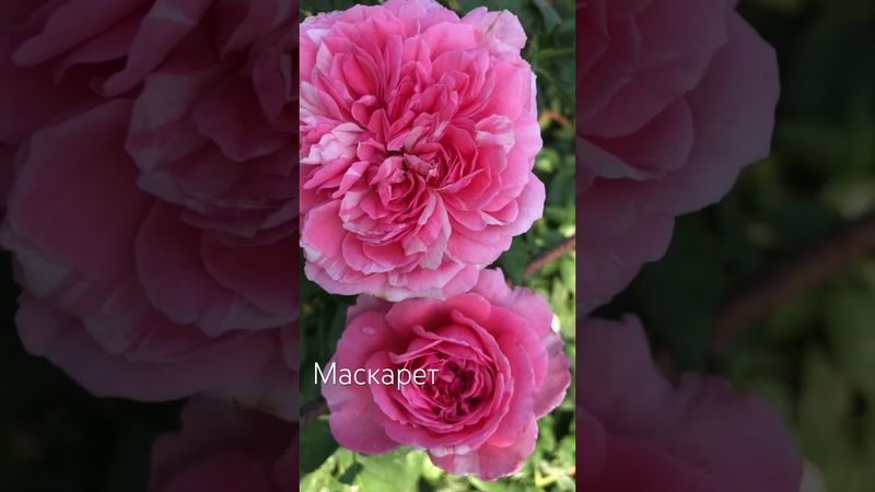 Маскарет , нежная Роза с сумасшедшим ароматом 🌸