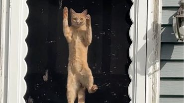 FUNNY Cat Wants Out! 🤣 | Funny Pet Videos for TV