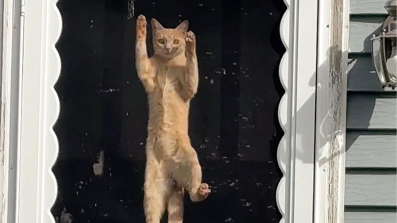 FUNNY Cat Wants Out! 🤣 | Funny Pet Videos for TV