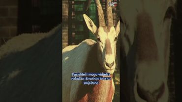 ZOO kroz oči timaritelja