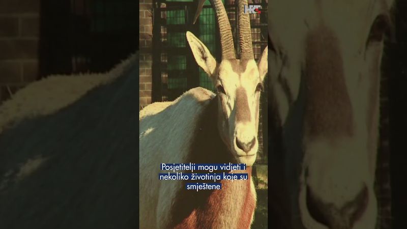 ZOO kroz oči timaritelja