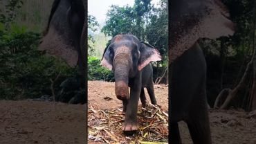 Мудрое, величественное и сильное животное 🐘