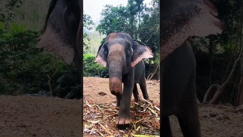 Мудрое, величественное и сильное животное 🐘