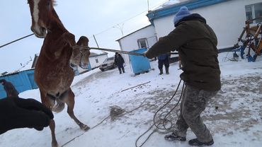 Соғым 2023 жыл. Көкшетау, Жанатлек ауылы. Қуырдақ 100%.