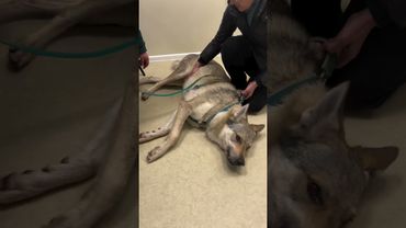 #wildliferescue #animalrescue #animals #dogs #shorts