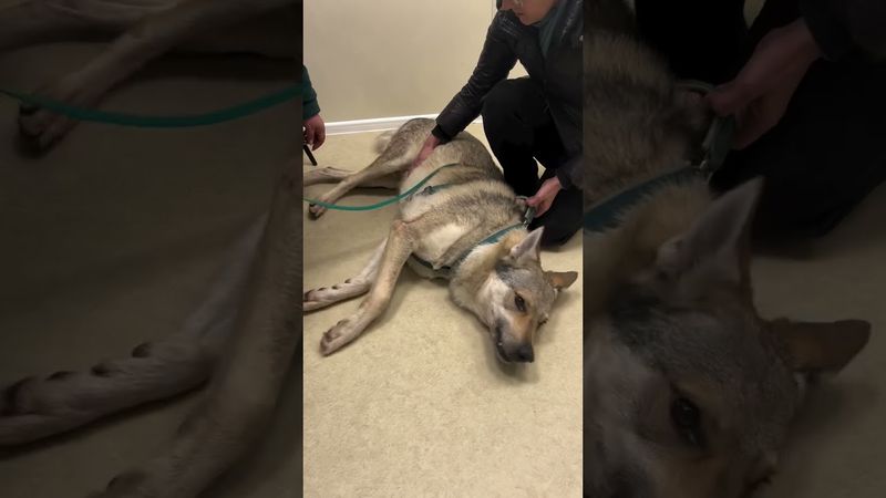 #wildliferescue #animalrescue #animals #dogs #shorts