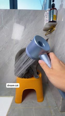 There really are cats who enjoy bathing#catbath #catbathchallenge #ca...