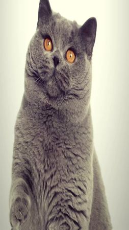 милые #британскиекошки #cat #fyppppppppppppppppppppppp #британка #кошки 