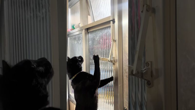 Agent cat🐱#cats #catcat #cat