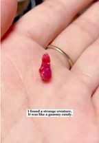 Never thought I’d successfully raise a sugar glider!#rescue #animals ...