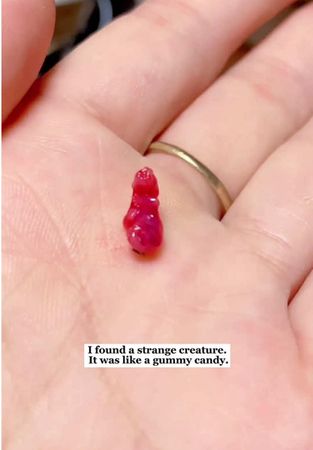 Never thought I’d successfully raise a sugar glider!#rescue #animals ...