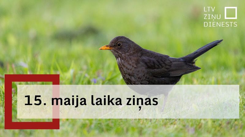 15. maija laika ziņas
