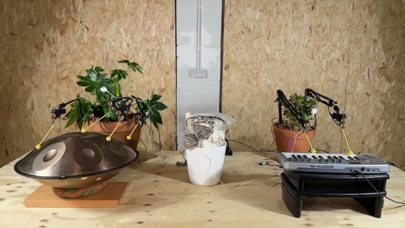 Spoken Word feat Mushroom and the Plants