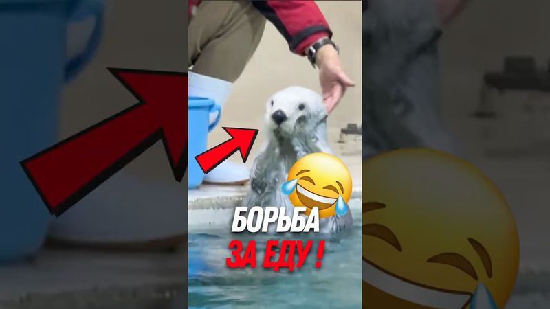 🦦 Милый выдра и его смешная попытка достать еду!