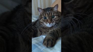 Фильм ужасов 🙀🧐🤔🤣 #cat #кот #юмор #котушка #приколы #цитаты #смех