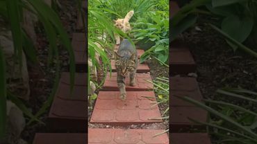 Живут же люди 🙀🤔😉🤣 #cat #кот #юмор #котушка #приколы #цитаты #смех #кино