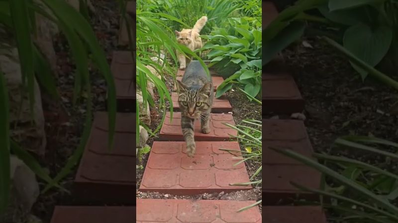 Живут же люди 🙀🤔😉🤣 #cat #кот #юмор #котушка #приколы #цитаты #смех #кино