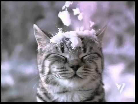 Новогодняя реклама Whiskas