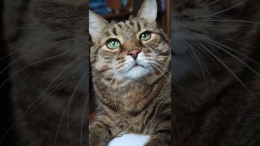 Хорошее настроение 😀😉🤗🤣 #cat #кот #юмор #приколы #котушка #цитаты