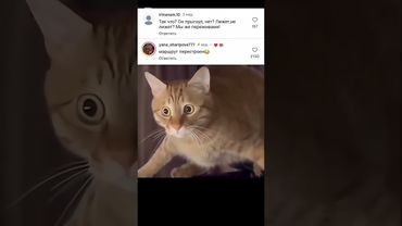 бедный кот😹