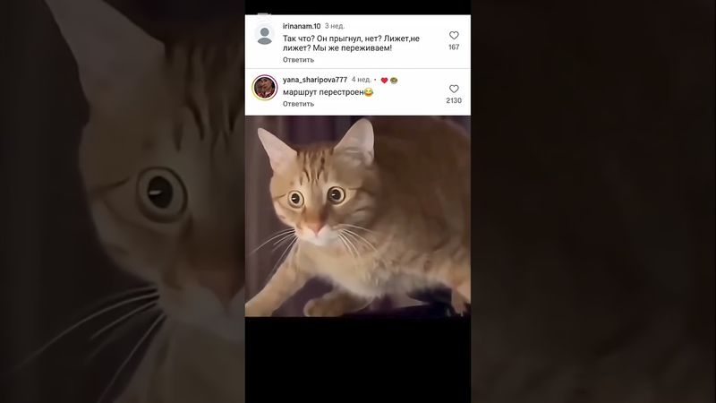 бедный кот😹