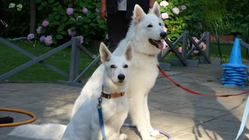 ДТ - 415. Урок сидя. Новая система препятствий.