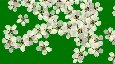 Весенние цветы  хромакей