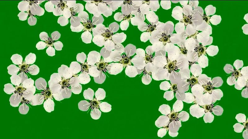 Весенние цветы  хромакей