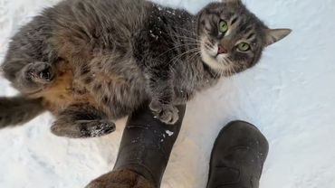 Пришла котейка.