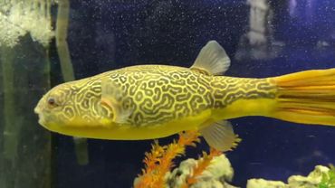 КРЫМ. НЕОЖИДАННО ИНТЕРЕСНАЯ ЭКСКУРСИЯ В АЛУШТИНСКИЙ АКВАРИУМ С ПЕРСОНАЛЬНЫМ ГИДОМ.