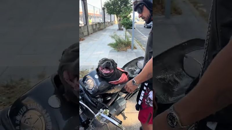 #хобби #собачники #мотоциклы #путешествия #отдых #увлечение #творчество #релакс #психология  #хобі