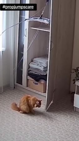 Well...🫷😒Yeaa...🐈 It's just a cat...👀 right?😅#fyp #propjumpscare #cat 