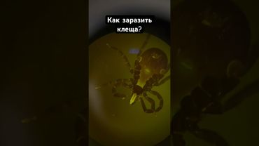 Заражение клещей #биология #инфекции #клещ #лес #наука #паразиты #грибки