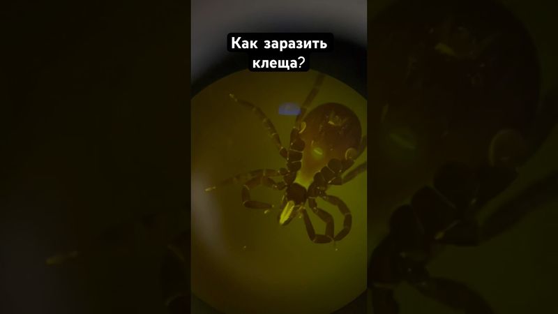 Заражение клещей #биология #инфекции #клещ #лес #наука #паразиты #грибки