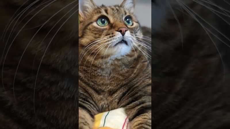 Пора в отпуск ⛱️🌴🙀🤣 #cat #кот #юмор #котушка #приколы #смех