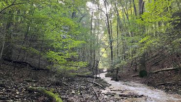 Tranquil Stroll Through Enchanting English Woodlands, ENGLAND
