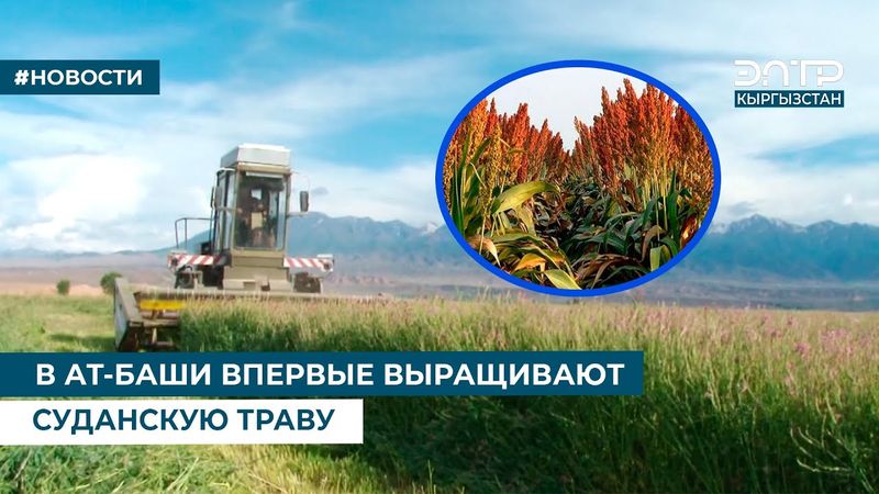 В АТ БАШИ ВПЕРВЫЕ ВЫРАЩИВАЮТ СУДАНСКУЮ ТРАВУ